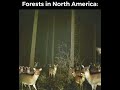 FORESTS IN AMERICA Meme Short