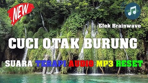 Suara Terapi Audio Reset Ulang Cuci Otak Burung Terbaik Di Jamin Ampuh