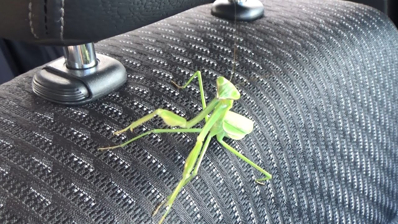 This is what happens when you put a praying mantis in the