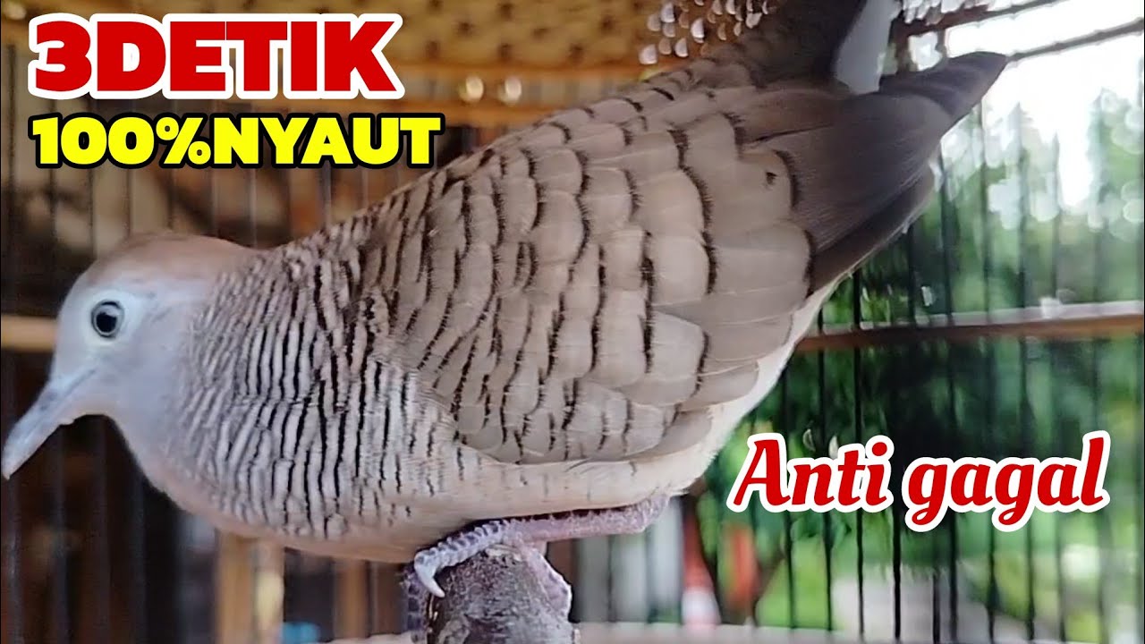 Perkutut lokal gacor 3DETIK 100% NYAUT Anti gagal 