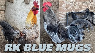 Beautiful Birds Richard Kelly Blue Mug SANTANA FARM California Farm Visit