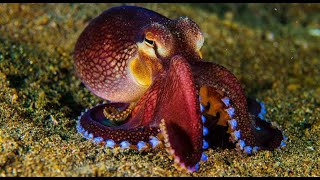 Octopus - Piano - Daniel Bergroth