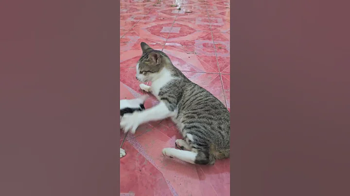 Video 11705071: cat cutecat pets funnycats, cat funnycats animals cutecat, little kitten meowing cat, amazing meow cat kitten, cat pets cutecat funny, cat vs kitten, enjoy best funny cats, best funny cats dogs