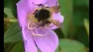 1-nature 15fps