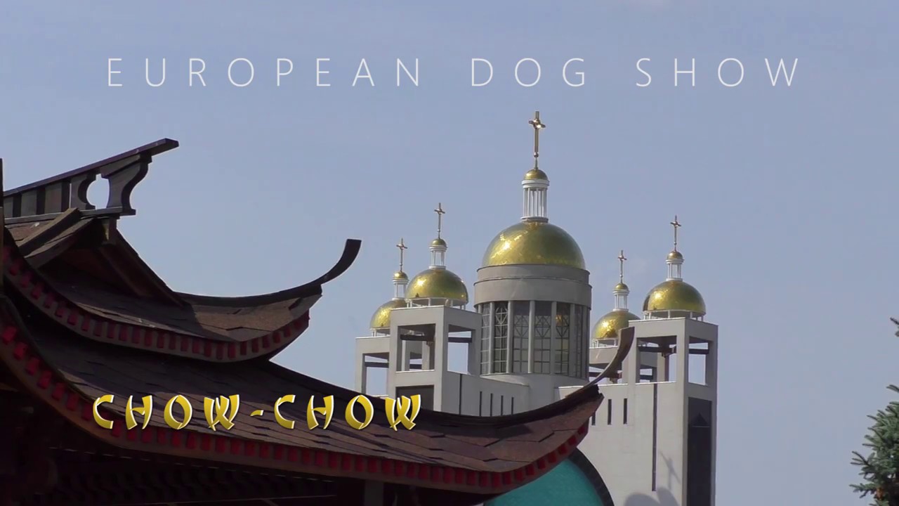EURO DOG SHOW 2017. Chow_Chow. Рart_4