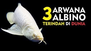 ARWANA SUPER LANGKA - 3 JENIS ARWANA ALBINO TERINDAH DI DUNIA