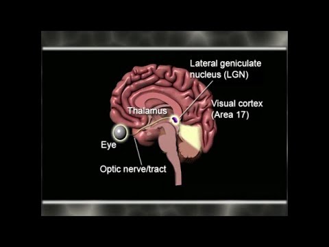 Visual System The Cortex - YouTube