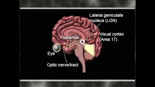 Visual System The Cortex