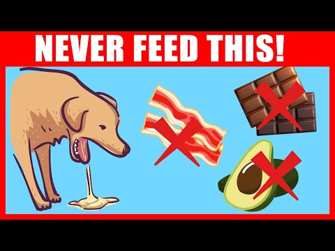 Video: 14 zběsilých psů, jejichž potravinářský způsob, jak se chytli na videu