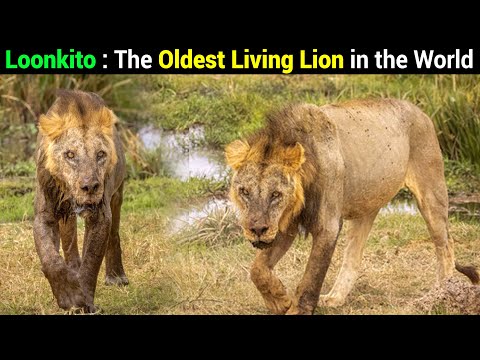 Meet The 19yrs Old Lion Loonkito The Oldest Wild Lion In The World