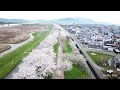 大河津分水路の桜並木
