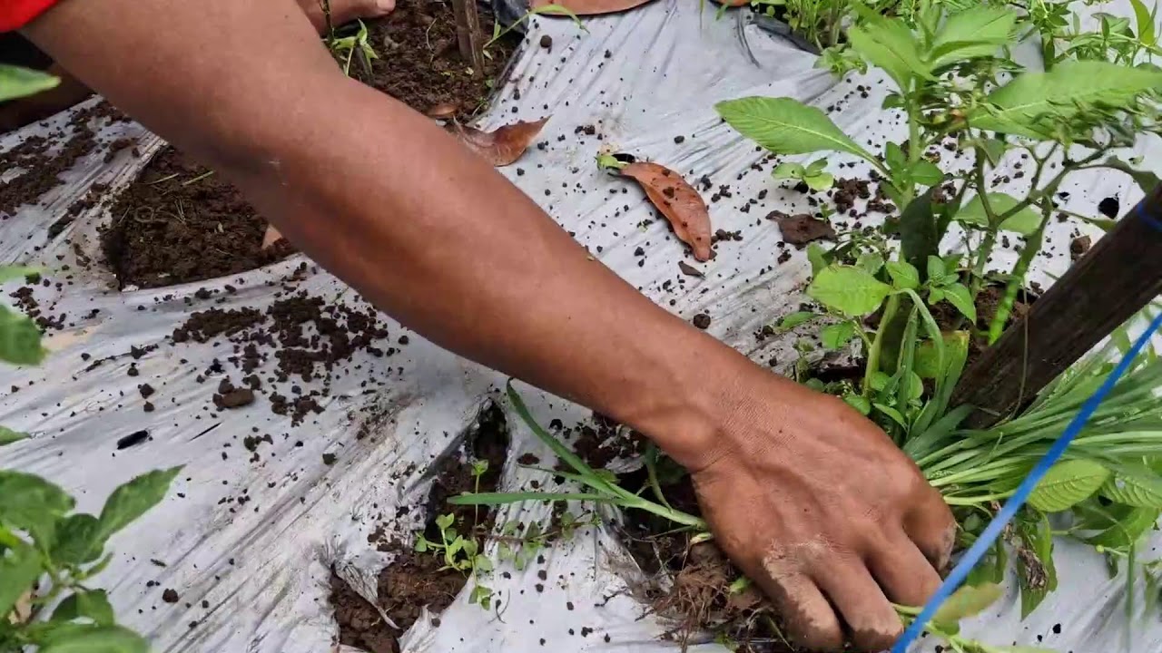 NO TOOLS NEEDED! FAST WAY TO REMOVE WEEDS FROM CURLY CHILI PLANTS - Agriculture Farming
