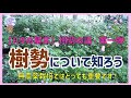 【バラの基本】樹勢の話、第一弾『樹勢を知ろう』「樹勢」は無農薬栽培では欠かせない品種選びの要素です！