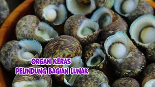 Berburu Mata Lembu | ENAH BIKIN ENAK (22/08/22) Part 4