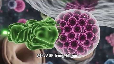 Phần II: CƠ BẮP: "Máy Hút Đường" Khổng Lồ & Sự Thật Về Kháng Insulin | Giải Mã Skinny Fat