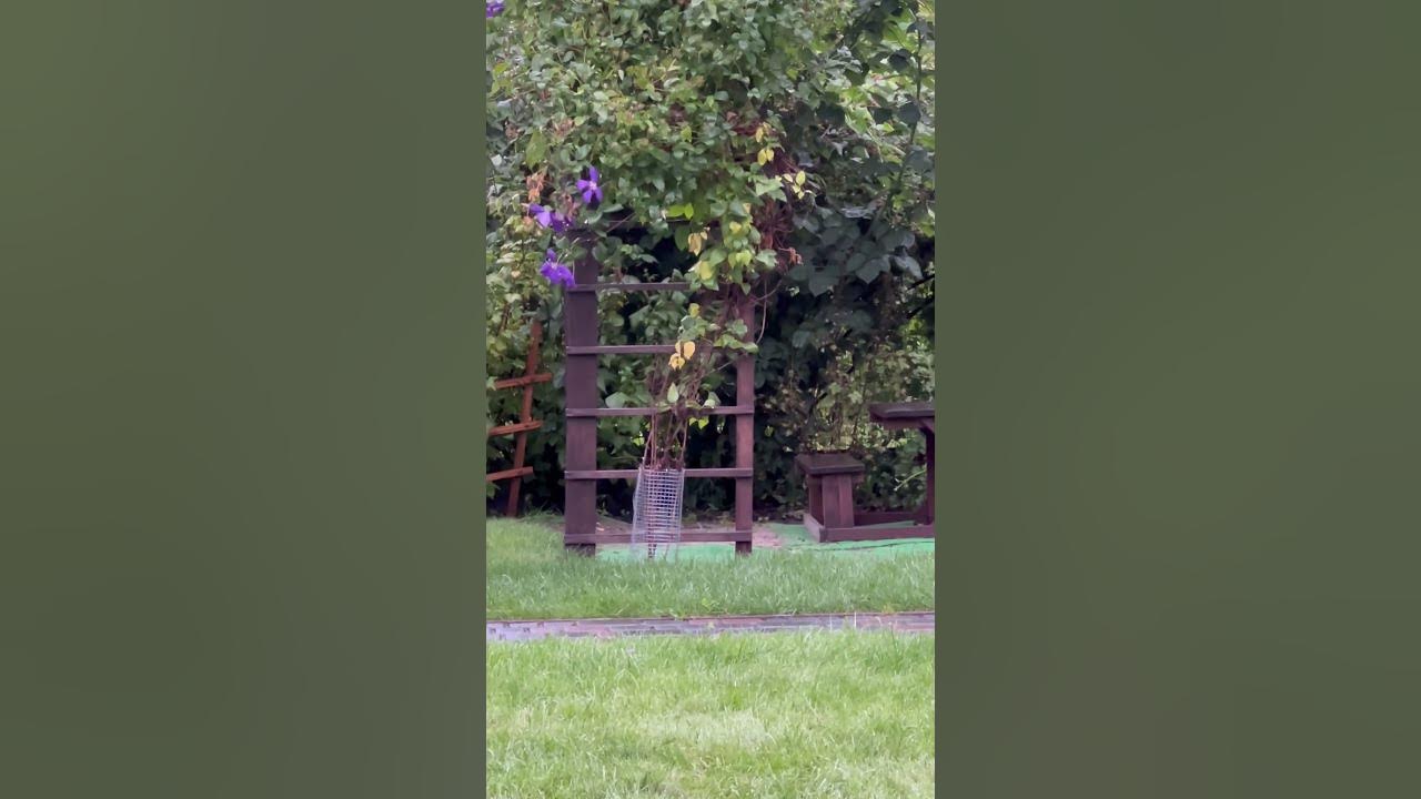 Лисинятко Шустрик - YouTube