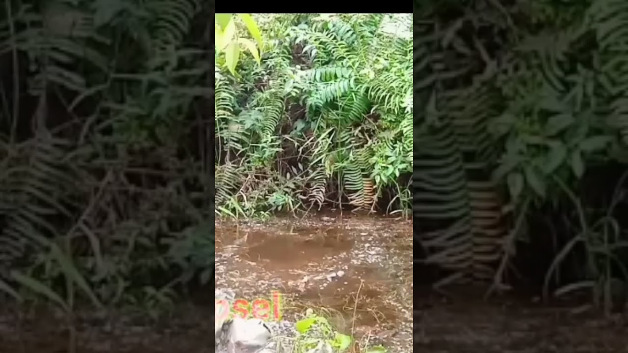mancing ikan gabus diparit kecil pake joran tegek