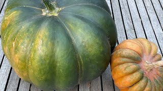 How & When To Harvest Pumpkins for best flavour | How to Store Pumpkin