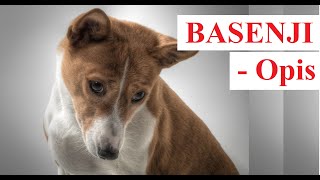 BASENJI  OPIS  charakter, wady i zalety, dla kogo