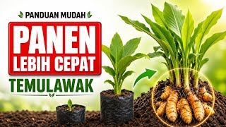 Budidaya Temulawak dari Nol Sampai Panen, Cocok untuk Pemula