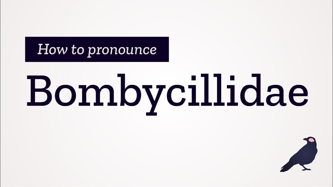 How to Pronounce Bombycillidae