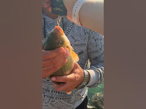 Гарний карасямба‼️#shorts #short #fishing #риболовля #feeder # ...