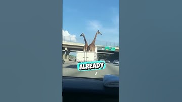 They Were Sure the Giraffes Wouln
