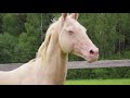 Akhal-teke horses in stud furm "SHAH-TEKE"