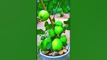 🌿New technique propagate guava tree by air l#shorts #viralvideo  #gardening #air_layering #fruittree