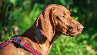 How to Manage a Bloodhound's Drooling Habits