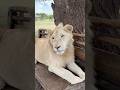 Meet Simba In Tanzania рџ рџ ї Travel Lion Animals Meet Simba In Tanzania рџ рџ ї Travel Lion Animals