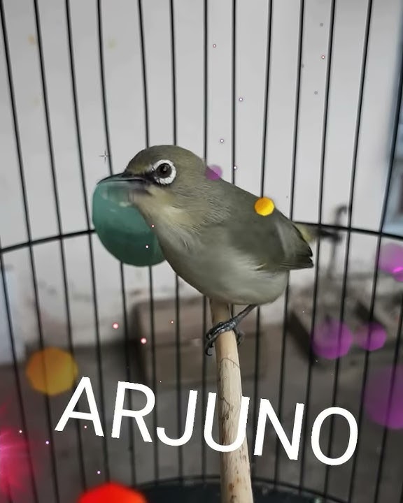 Burung Pleci Nembak Lovebird Arjuno #plecimania #pleci #PCMI #Lovebird