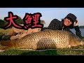大物釣り シーバスをルアーで狙ってたら巨鯉が釣れた！Carp Fishing