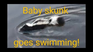 Baby skunk swimming