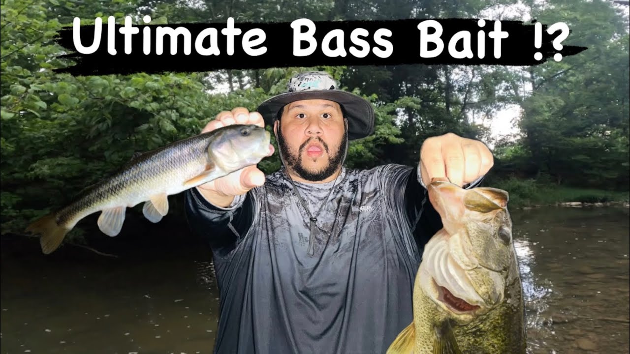 “Catching Giant Creek Chubs: The Ultimate Bait for Big Bass”?