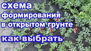 Арбузы.Как выбрать схему формирования в открытом грунте.Ответы на вопросы.