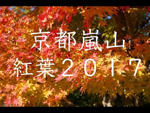 京都嵐山紅葉2017 ４K