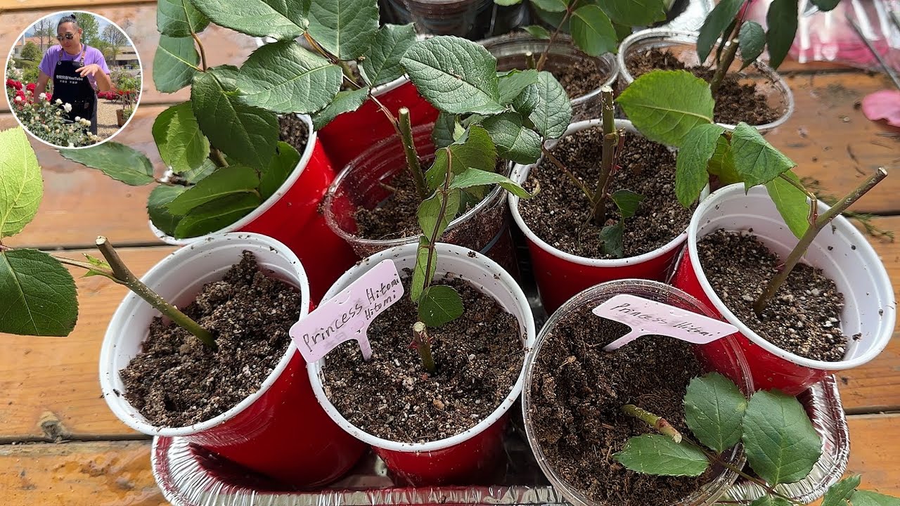 扦插最核心的技术，突破介质关从此不用买成苗！园艺篇550