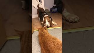 Basset Hound vs ginger cat