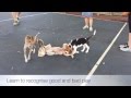 Urban Dog Training FREE Puppy Play Group Urban Dog Training FREE Puppy Play Group