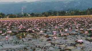 Dibir Hawor Lotus Lake Jaintapur Landmarkoffice Rd,Sylhet 2020