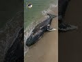 The Slow Reality Behind a Viral Whale Rescue