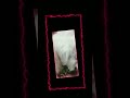 #short #shorts #cute #dog my dog edit