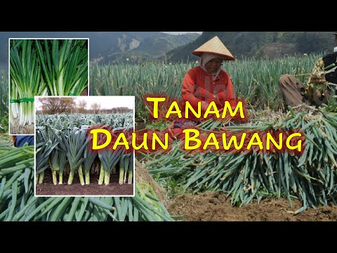 Video: Biji Bawang Bermula - Cara Menanam Bawang Daripada Benih