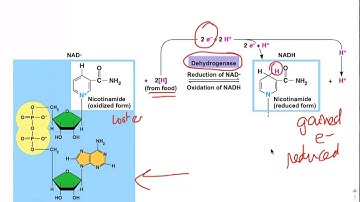Chapter 9 Screencast 9.1 Intro Cellular Respiration PART 2