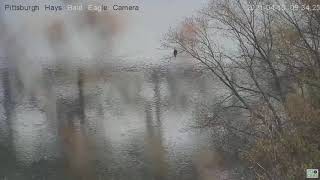 Hays Eagles Dad perched at the Monongahela river Great Blue Heron flies by  2021 04 10 9:34:21AM Blue Heron Eagle River