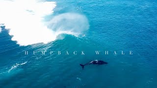 Humpback Whale Plays in the Surf with Surfers and Dolphins!