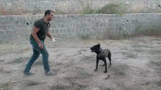 Cane Corso Şi̇la İle Oyun Zamani