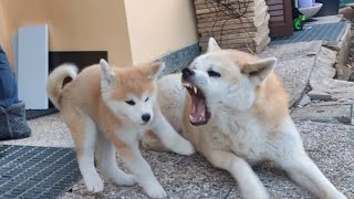 KUMA & IVY: LOVE AND HATE (9 years old and 2 months old AKITA INU)