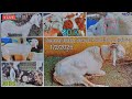 Deonar Bakra Mandi Saturday LatestUpdate 1February 2025 |Full GaramBakra Lala |